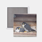 マリアーとカイバーマグネット マグネット (正面/裏面)