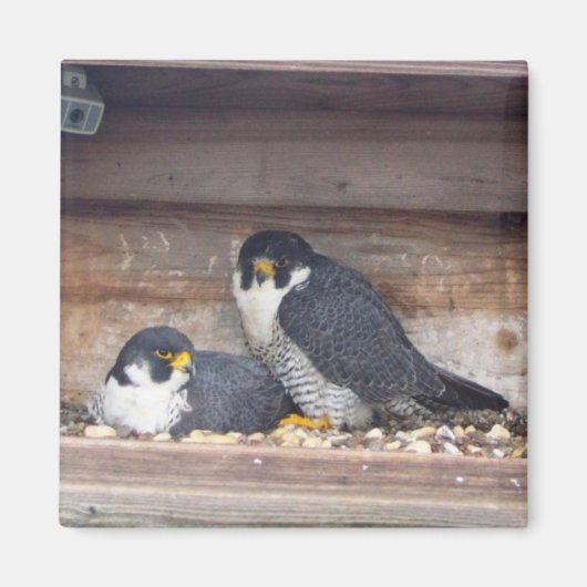 マリアーとカイバーマグネット マグネット (正面)