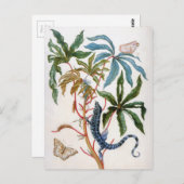 マリア・シビッラ・メリアンによる未知のタイトル ポストカード (正面/裏面)