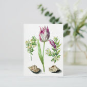 マリア・シビラ・メリアン・チューリップ、ミルトルの2支部 ポストカード (スタンド正面)