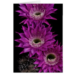 マリア・ピアッツァ三世