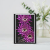 マリア・ピアッツァ三世 ポストカード (スタンド正面)