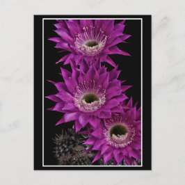 マリア・ピアッツァ三世 ポストカード