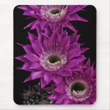 マリア・ピアッツァ三世