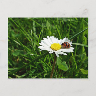 マリエンカファーオーフガーンセブリュムチェン ポストカード