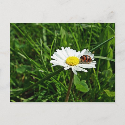 マリエンカファーオーフガーンセブリュムチェン ポストカード (正面)