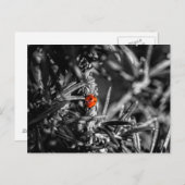 マリエンカファー ポストカード (正面/裏面)