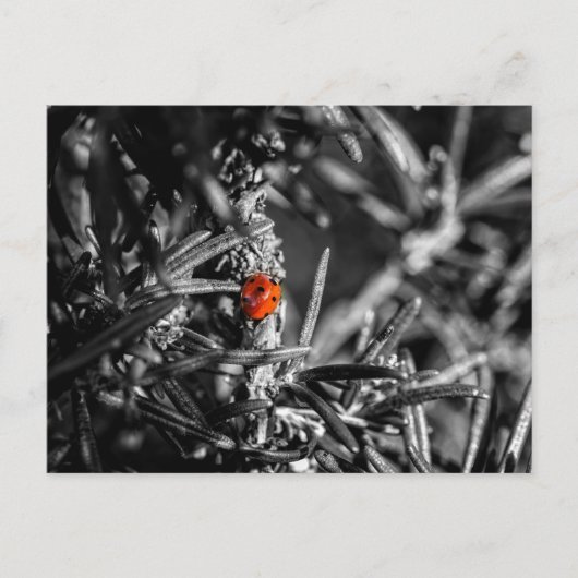 マリエンカファー ポストカード (正面)