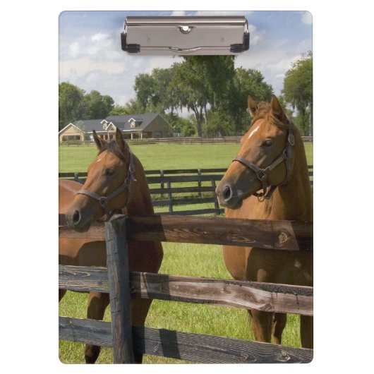 マリオン郡のサラブレッドの馬農場 クリップボード (正面)
