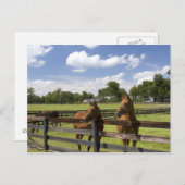 マリオン郡のサラブレッドの馬農場 ポストカード (正面/裏面)