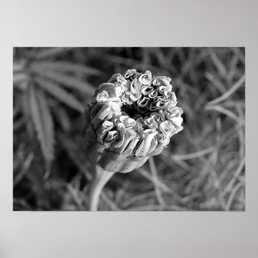 マリゴールドの花 ポスター (正面)