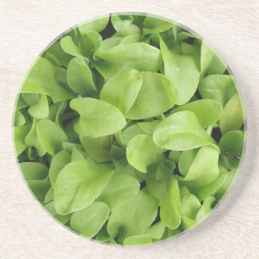 マリゴールド苗コースター コースター (正面)