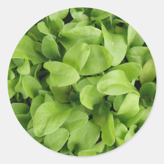 マリゴールド苗ステッカー ラウンドシール (正面)