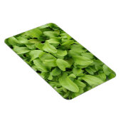 マリゴールド苗プレミアムマグネット マグネット (右側)