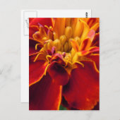 マリゴールド近く ポストカード (正面/裏面)