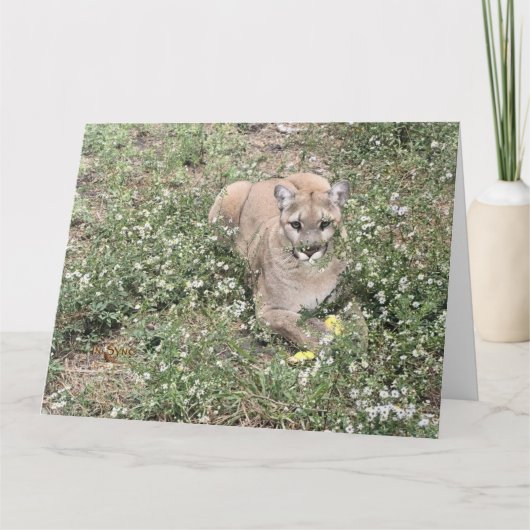 マリスが美しいカード カード (正面)