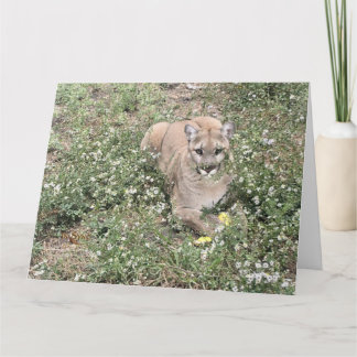 マリスが美しいカード カード