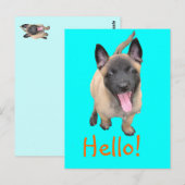 マリノイ子犬 ポストカード (正面/裏面)