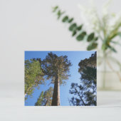 マリファサグローブを見上げる ポストカード (スタンド正面)