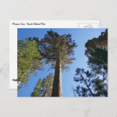 マリファサグローブを見上げる ポストカード (正面/裏面)