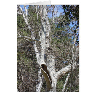 マリブの入り江の木