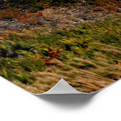 マリブコースト ポスター (角)