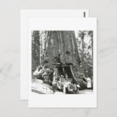 マリポサグローブの大木 ポストカード (正面/裏面)