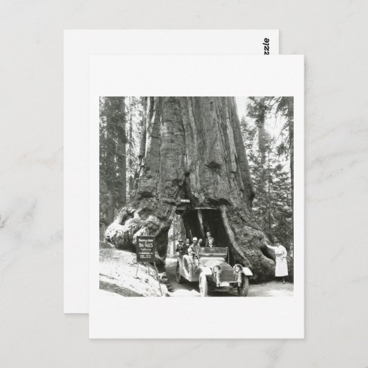 マリポサグローブの大木 ポストカード (正面/裏面)