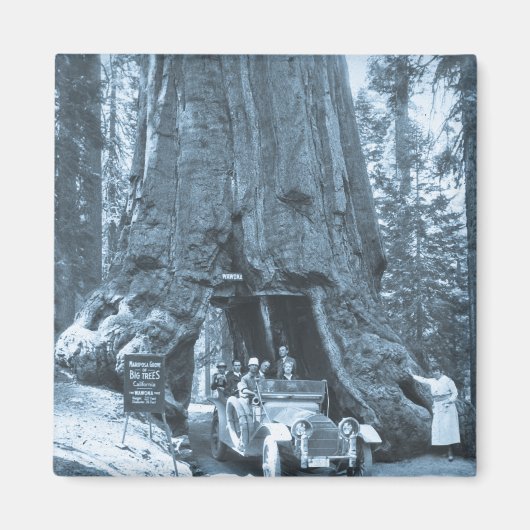 マリポサグローブの大木 マグネット (正面)