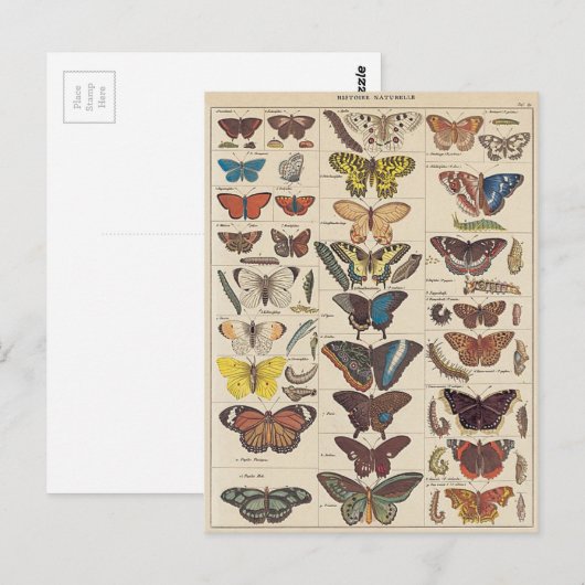 マリポサス ポストカード (正面/裏面)