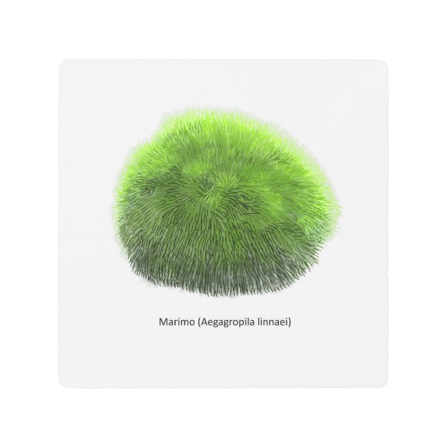 マリモモス玉手描き メタルプリント (正面)