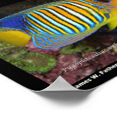 マリンアンジェフィッシュ ポスター (角)