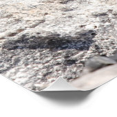 マリンイグアナ ポスター (コーナー)