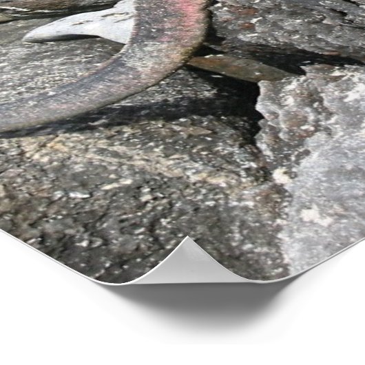 マリンイグアナ ポスター (角)