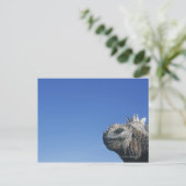 マリントカゲ ポストカード (スタンド正面)