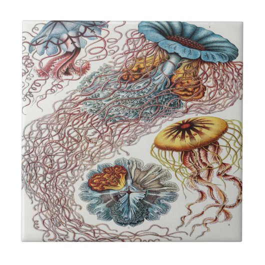 マリンライフイラストレーション- Ernst Haeckel Poster タイル (正面)
