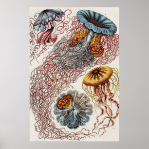 マリンライフイラストレーション- Ernst Haeckel Poster ポスター
