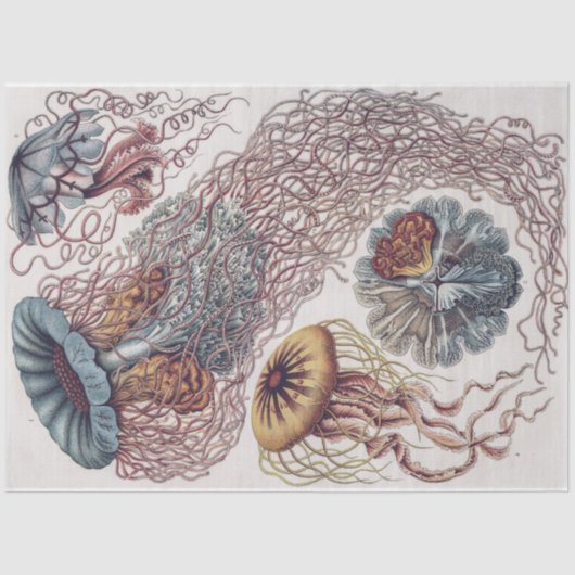マリンライフクラゲ – Ernst Haeckel Decompage 薄葉紙 (正面)