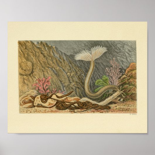 マリンライフチューブヴィンテージイラストレーションプリント ポスター (正面)