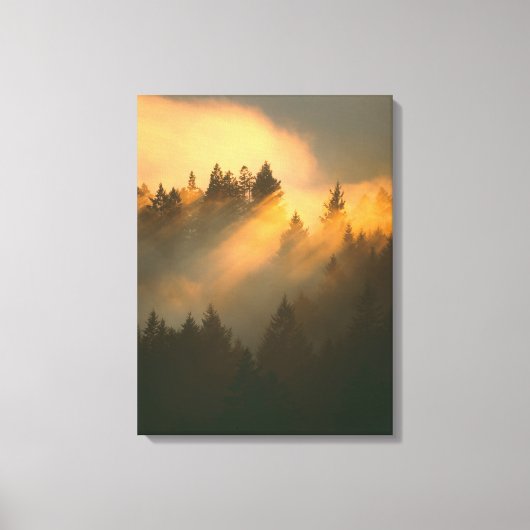 マリン郡の海岸霧の中のセコイノキ キャンバスプリント (正面)