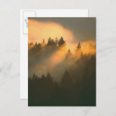 マリン郡の海岸霧の中のセコイノキ ポストカード (正面/裏面)