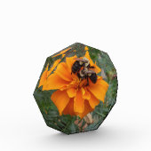 マリーゴールドの花のマルハナバチ フォトブロック (左)
