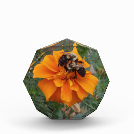 マリーゴールドの花のマルハナバチ フォトブロック
