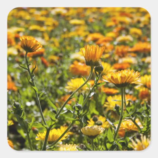 マリーゴールドのcalendulaの花分野 スクエアシール (正面)