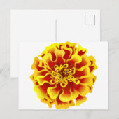マリーゴールド ポストカード (正面/裏面)