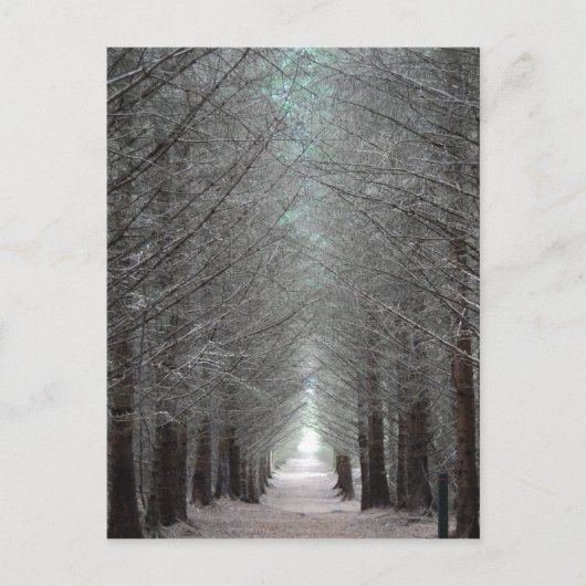 マルの島の森 ポストカード (正面)