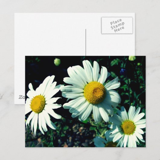 マルゲリツ ポストカード (正面/裏面)