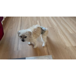 マルシおもしろいガード犬の大きいフォーマット ドアマット