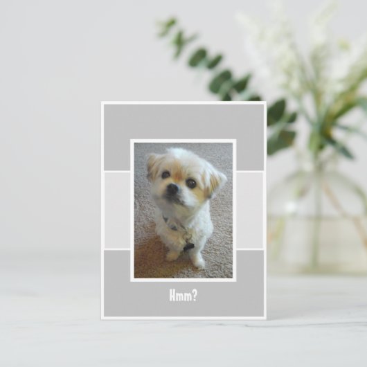 マルシー犬の不思議なポストカード ポストカード (スタンド正面)