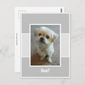 マルシー犬の不思議なポストカード ポストカード (正面/裏面)